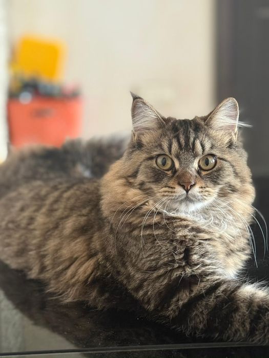Норвежские лесные котята