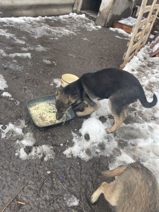 Отдам щенка в добрые руки, мальчик