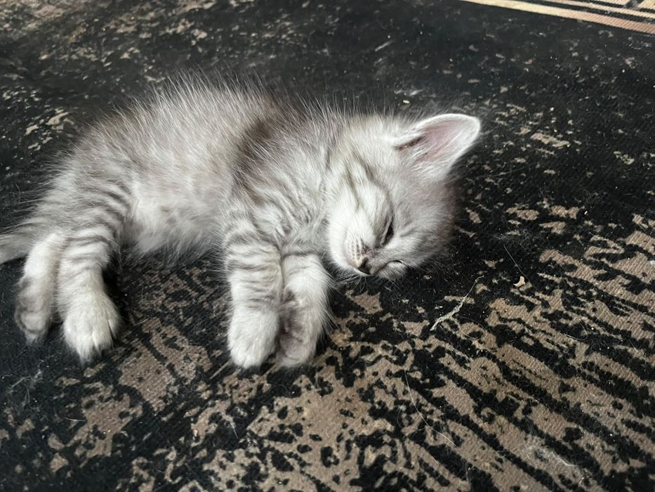 Отдам котят в добрые руки