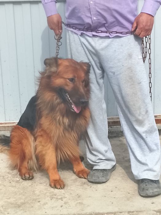 Собака, ( кобель и сучки)