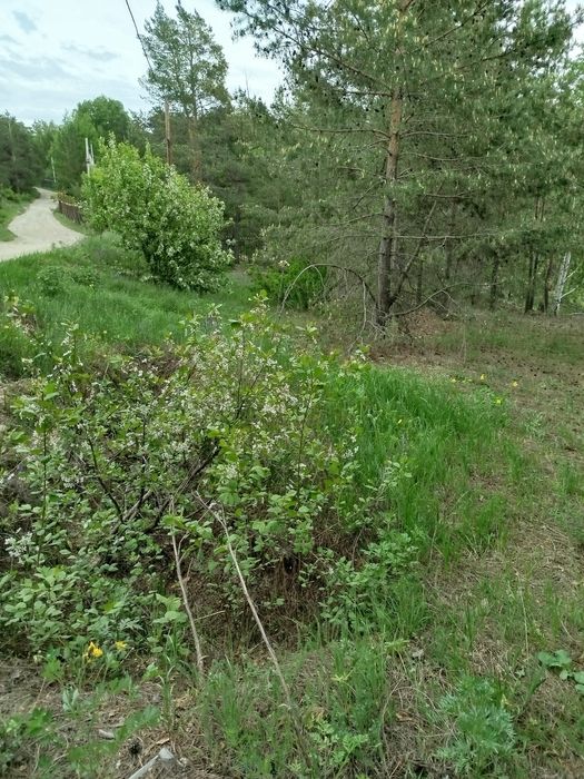 Участок в Голубом заливе. Бухтарма