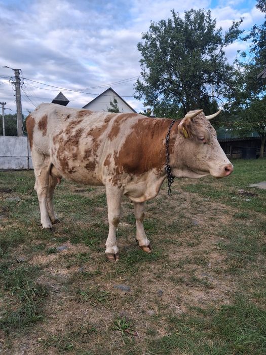 Vînd vacă cu vitel