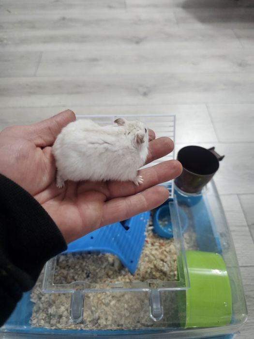 Hamster pitic cu cusca