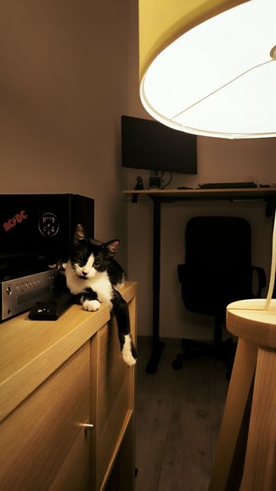 Adopție pisica 4 luni