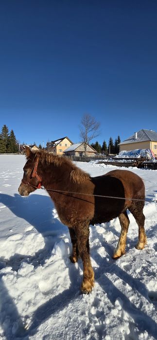 Mânză semigrea de șase luni este disponibilă pentru vânzare