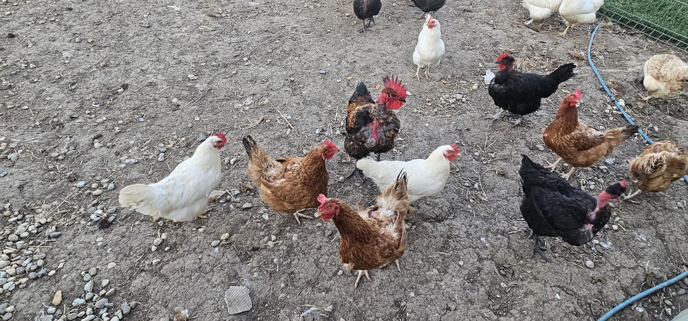 Vând 4 găini +un cocoș