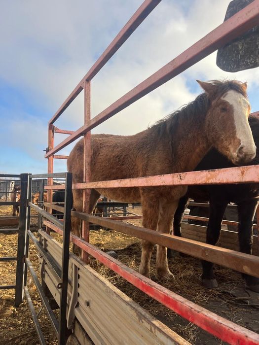 Продам кобылу двух лет.