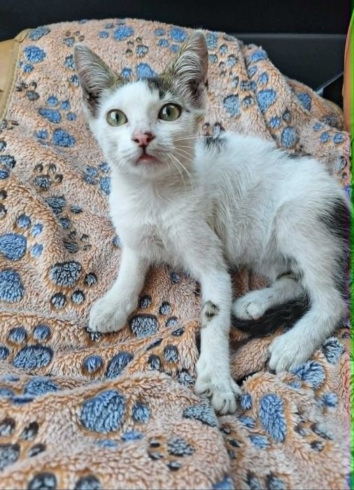 Подарявам мъжко котенце