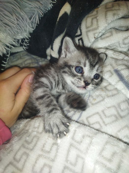 Котенок в добрые руки