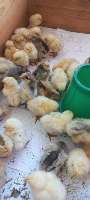 Продам цыплят разные пород