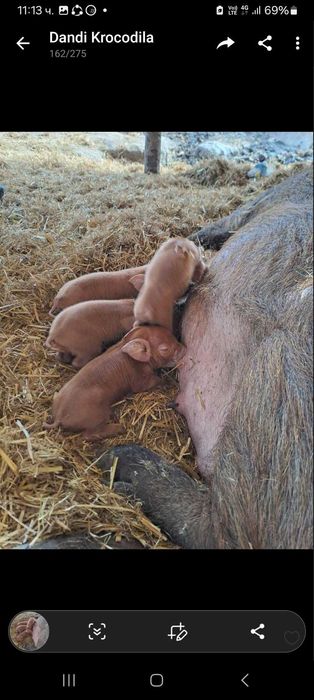 Малки Прасета Дюрок
