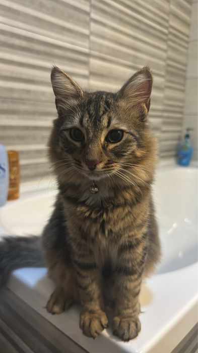 Donez 2 pisicute care au crescut impreuna si care sunt foarte energice