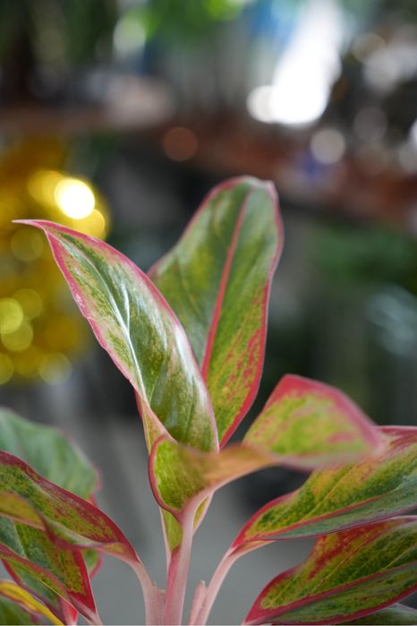 Аглаонема Ред фаир