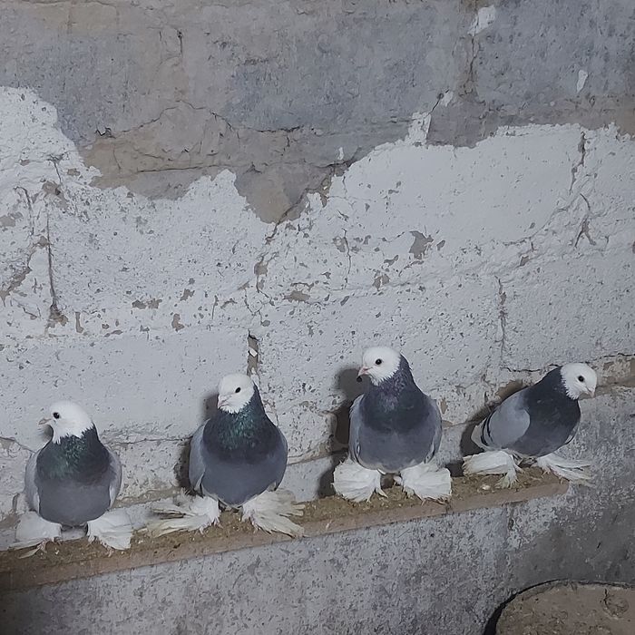 Маздок 3 пара гатовый