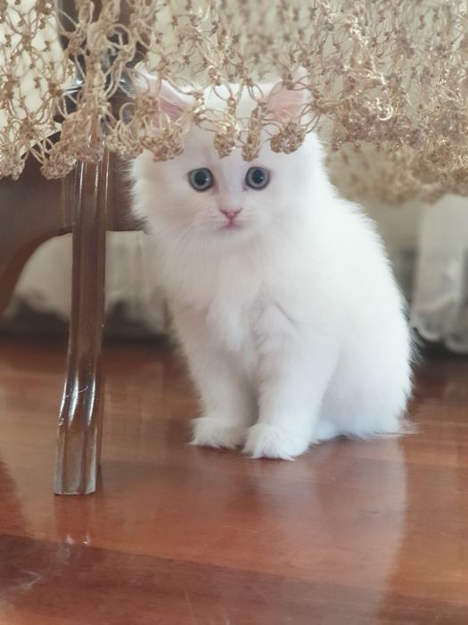 Кошки милые Скоттиш страйт