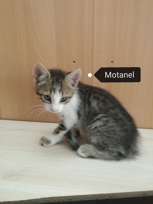 4 pisicute - adoptie