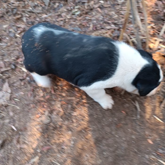 Kuchuk bolasi  zotdor