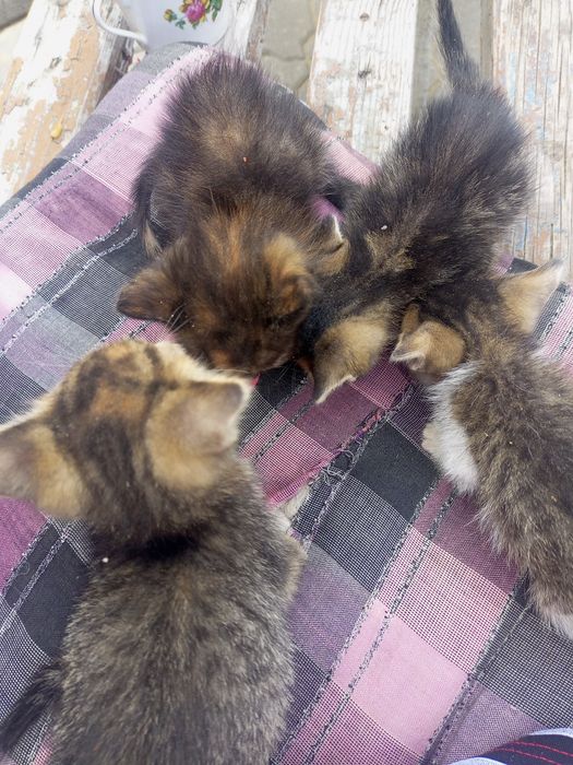 Котята на выбор, кушают самостоятельно