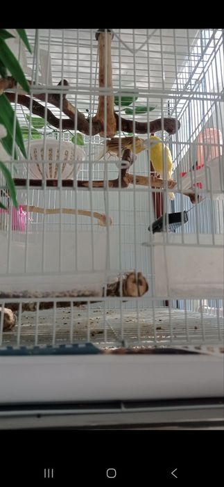 Канарейкалар сотилади