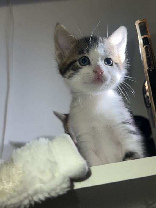 Am 5 puiuți pentru adopție!