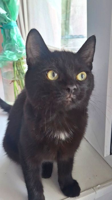 Срочно котенок девочка ищет дом!!