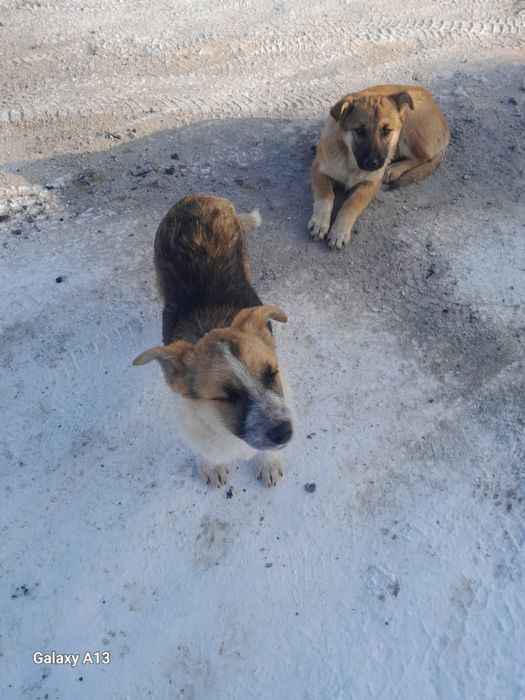 Щенка срочно нужен дом