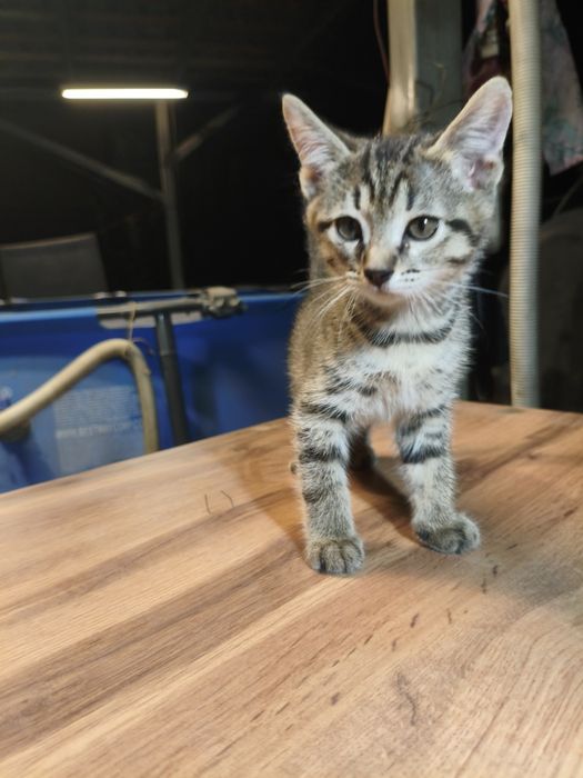 Отдам даром котенка