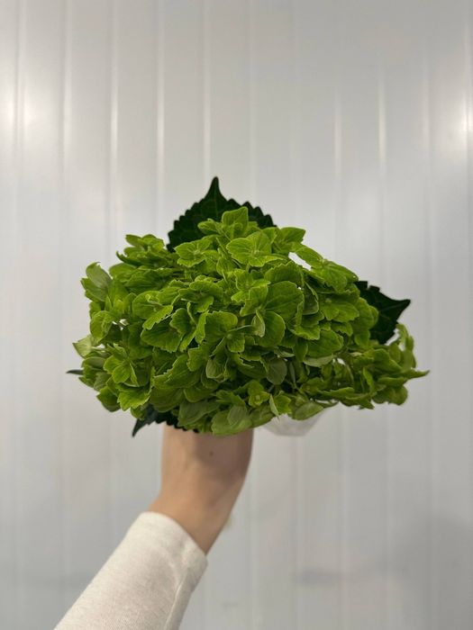 Пышные гортензии - объём, нежность и эффектный вид