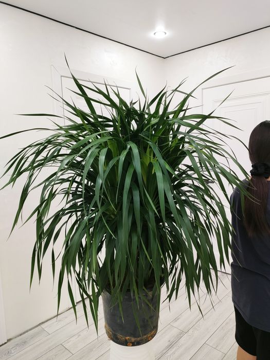 Комнатные цветы доставка