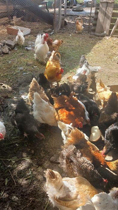 Oua pt incubat de la gaini de casă