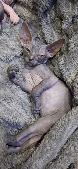 Донские сфинксы котята