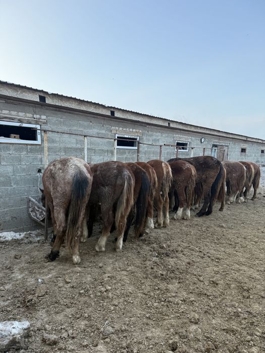 Лощадь жылқы тай байтал құнан