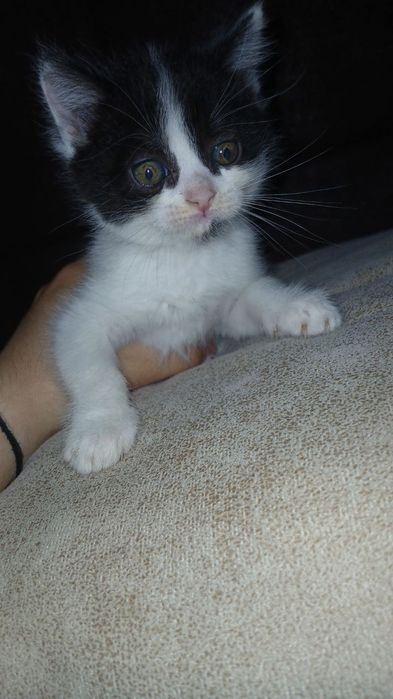 Отдам в добрые руки котят ,домашние чистые