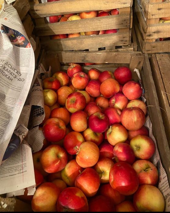 Продам яблоки сорт Айдорлет