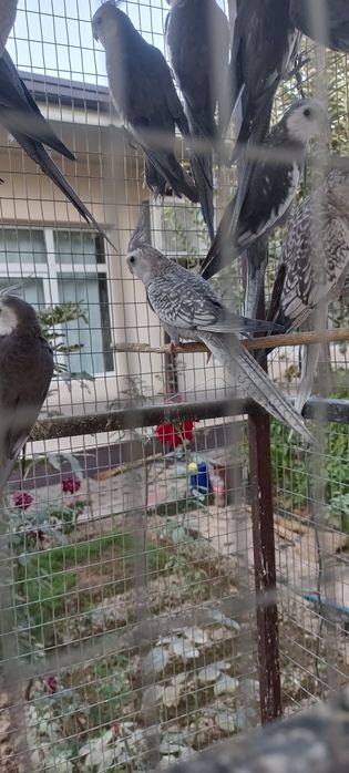 Pokiston paroda karella tòtilari sotiladi