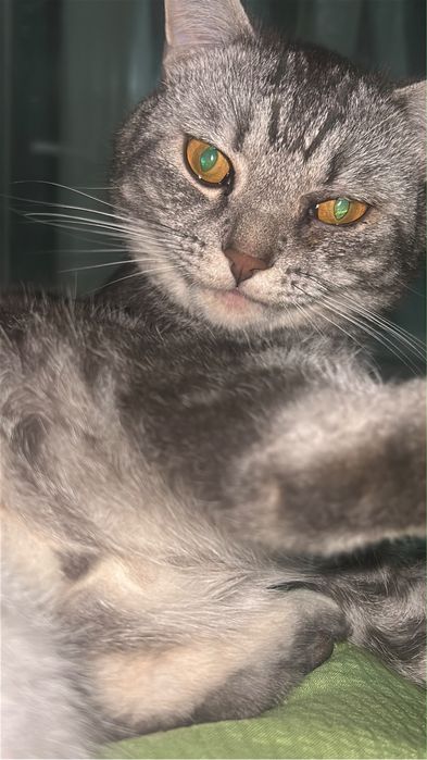 Вязка кота на дому