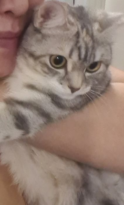 Отдам котенка за 25