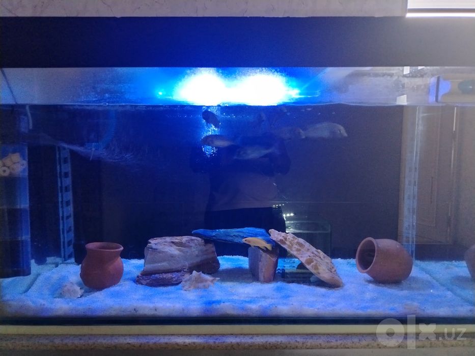 350L akvarium hamma narsa ichida