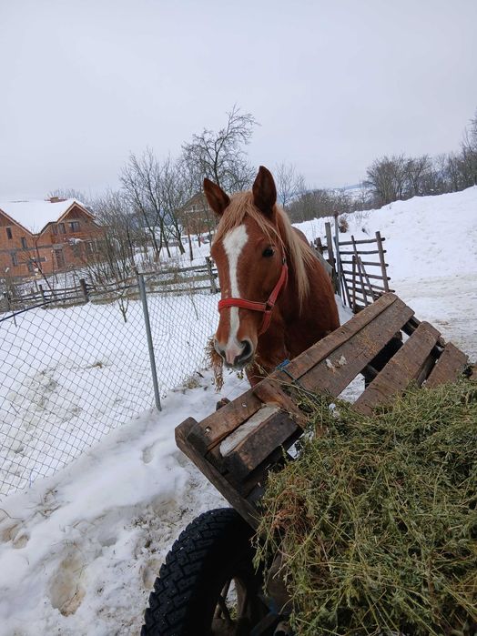 Cal de vanzare garantat