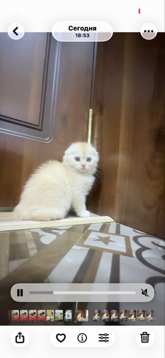 шотландская кошка скоттиш фолд и страйт