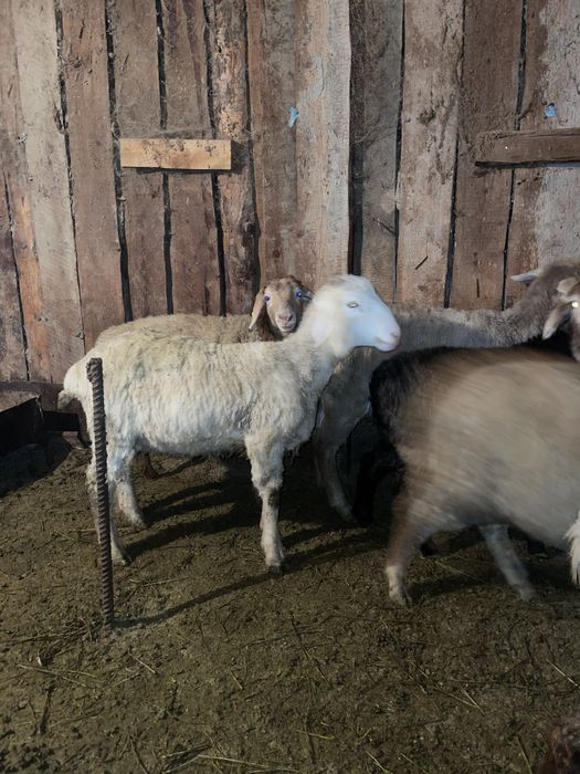 Продам бараны и токтушки