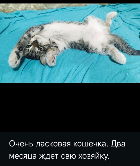 Кошечки ждут свою семью.