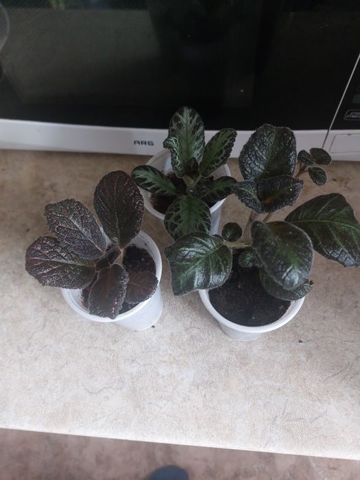 Комнатные цветы разные