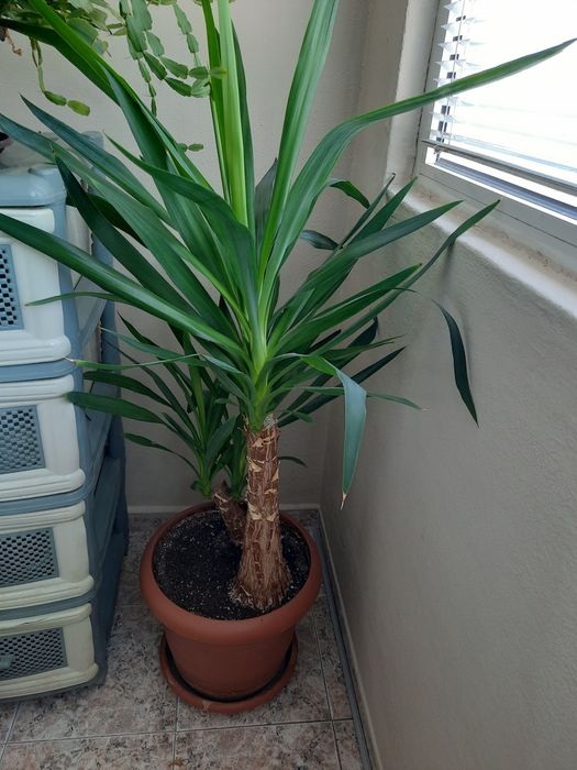 ЮКА              .