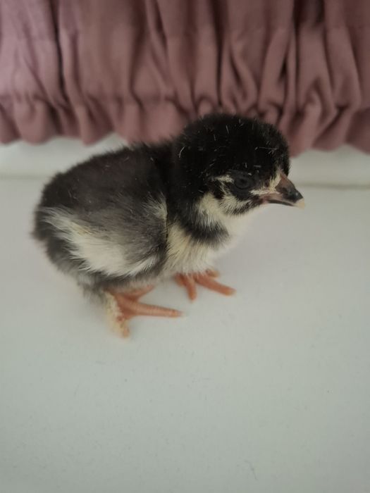 Ouă Marans pentru incubat