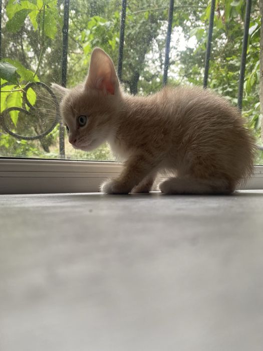 Котята 2 месячные срочно ищут дом