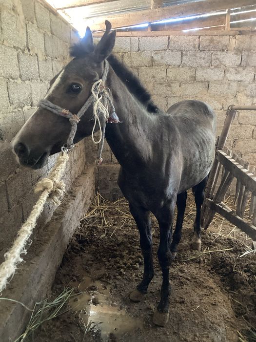 Тай сатылады 1 жасар