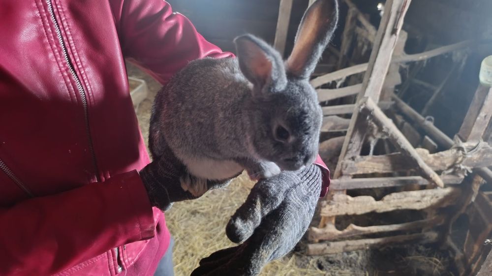 Продам молодых кролих и кролов