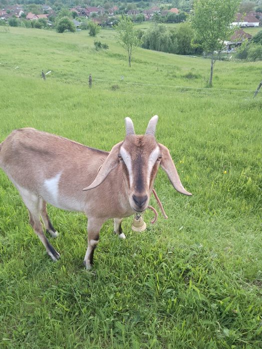 Vând capre de rasă!