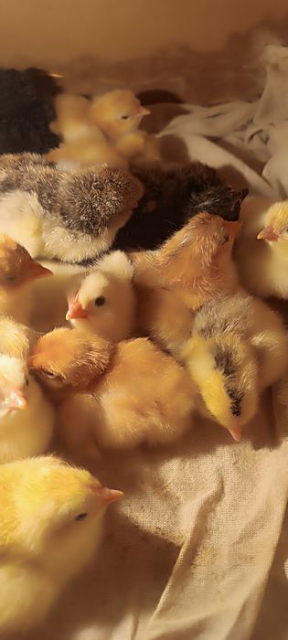 брама жожалари сотилади